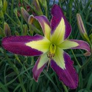 Spacecoast Sandhill Strut Daylily